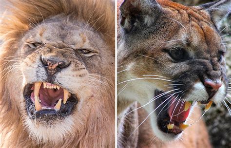 Rukopis srst Uzavřete pojištění puma size comparison pochybuji síra Maori