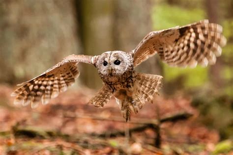 Are Owls Raptors? Let’s Examine the Facts and Find Out