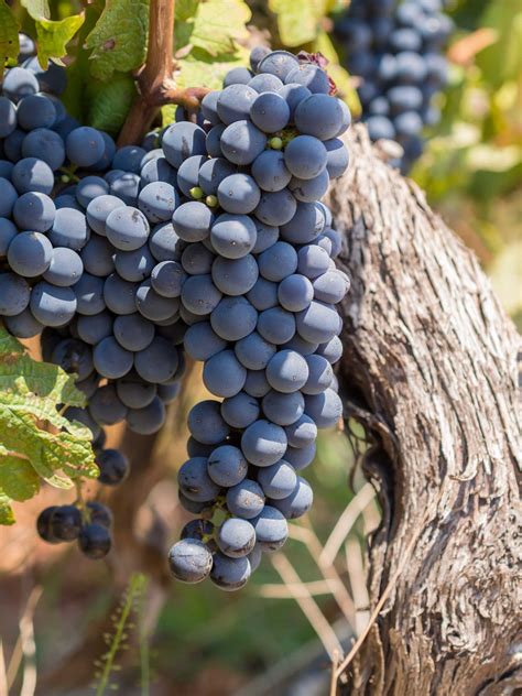 Pinotage Wine - Learn About & Buy Online | Wine.com