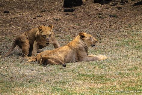 Wildlife & Nature Parks of Mauritius for kids - Thrilling Travel