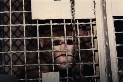 The Silver Spring Monkeys: The Case That Launched PETA | PETA