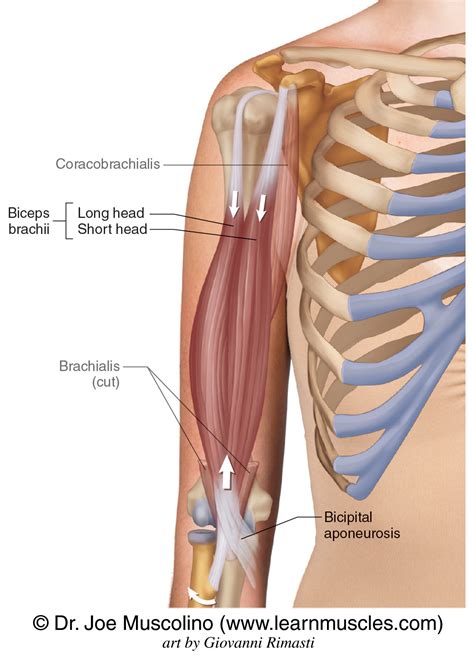 Biceps Brachii