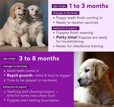 Puppy Stages: Development from Newborn to Adulthood | BeChewy