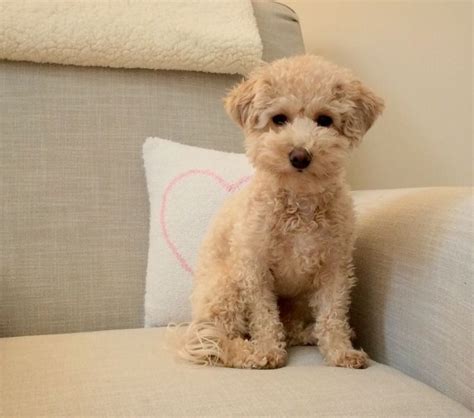 Frequently Asked Questions about Poochon – Learn More about the Poodle ...