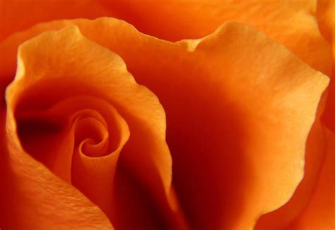 Orange Rose Petals Photograph by Carol Welsh - Fine Art America