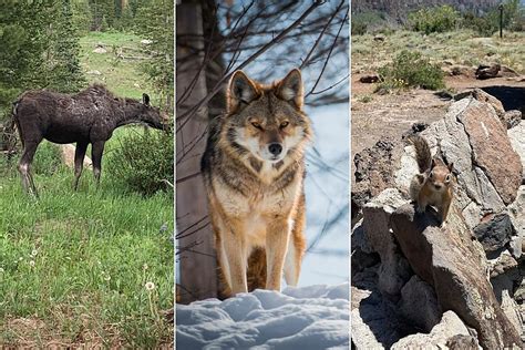 Colorado Wildlife: Wildlife You Have Recently Spotted in Colorado