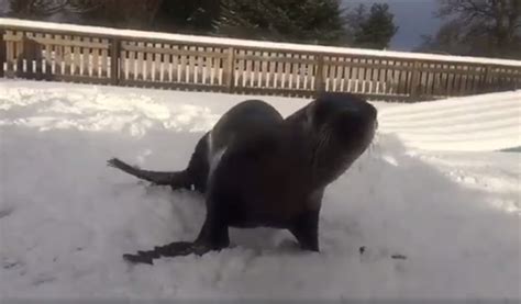 This is the adorable moment a sea lion frolicks in the snow at Blair Drummond Safari Park | The ...