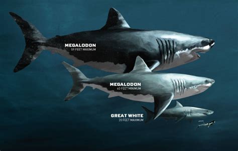 History of Sharks | MCC