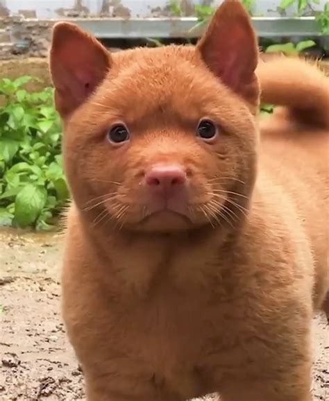 Incredible red puppy somehow resembles both a dog and cat – Michael Broad