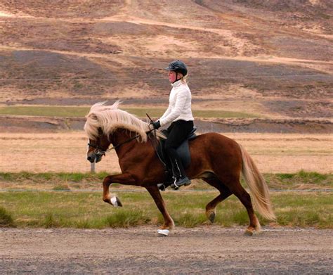 Icelandic Horse Tolt