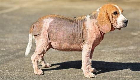 Photo of sarcoptic mange on a dog. | Dog hair loss, Home remedies for hair, Hair loss