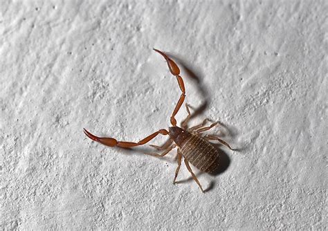 House pseudoscorpion (Chelifer cancroides) in our kitchen | Insect ...