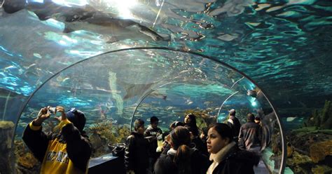 Tourism: Tennessee Aquarium