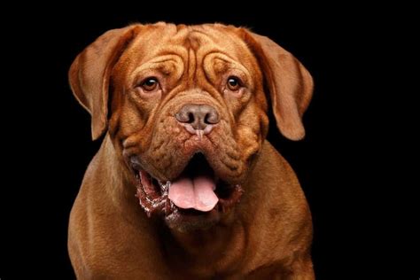 Dogue De Bordeaux Dog Breed Complete Guide | AZ Animals