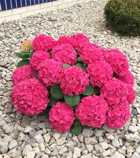 Bright pink hydrangea bush stock photo. Image of garden - 56612222