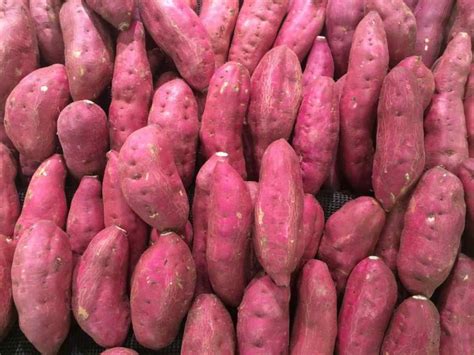 Sweet Potato Growing Tips, Tricks, Ideas, and Secrets | Gardening Tips