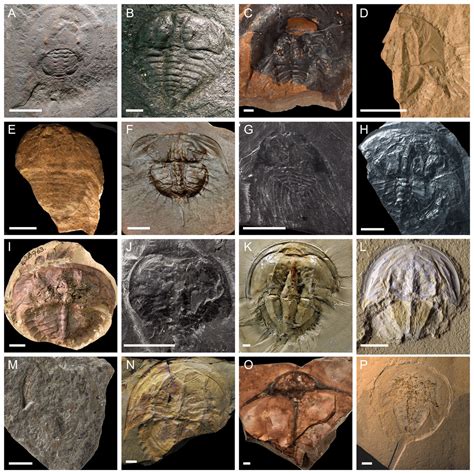 The phylogeny and systematics of Xiphosura [PeerJ]