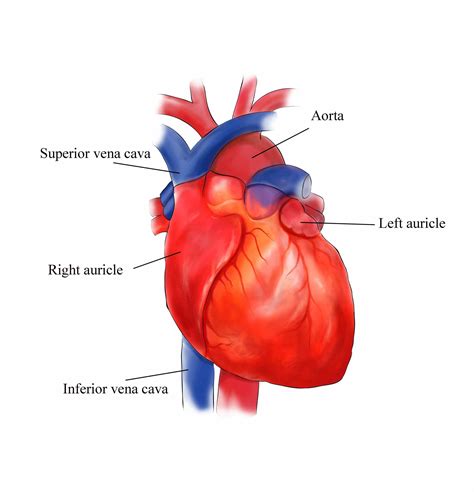 External Structure Of Heart Anatomy Diagram | MedicineBTG.com