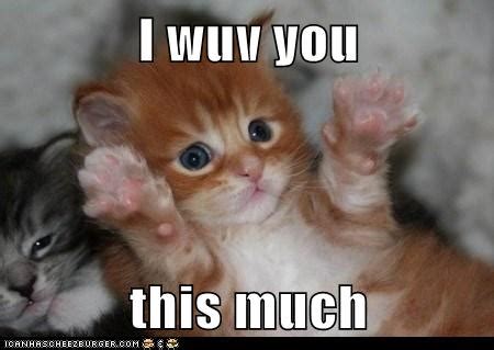 I wuv you this much - Lolcats - lol | cat memes | funny cats | funny ...