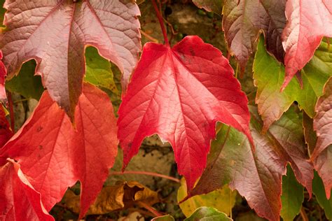 Free Images : nature, flower, green, red, colorful, yellow, season, maple tree, maple leaf ...