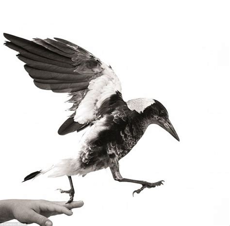 30 Heartwarming Photos of an Unusual Family Pet, a Rescued Magpie. - if it's hip, it's here