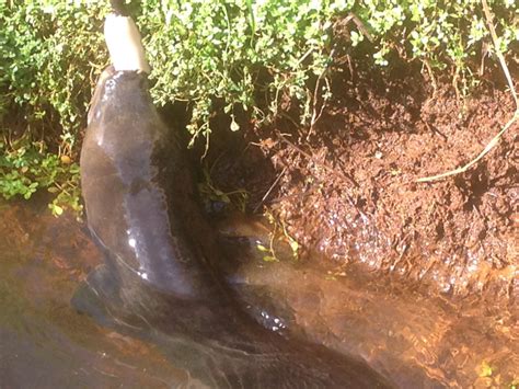 Mangaiti Gully Restoration Group: Longfin Eel. Enjoy them. Don’t destroy them