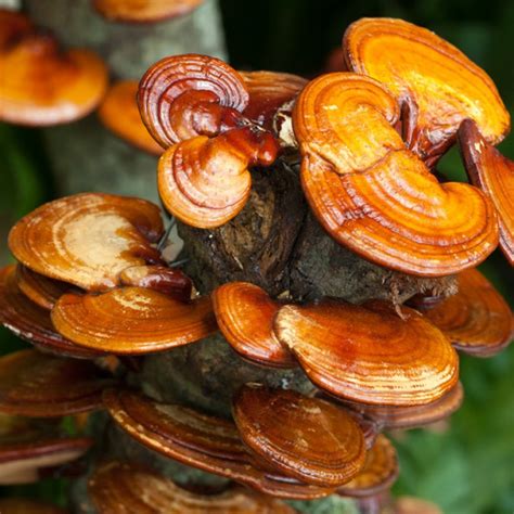 Reishi - Ganoderma lucidum - China-Strain - Fertigkultur für die biologische Pilzzucht gem. EU VO 83