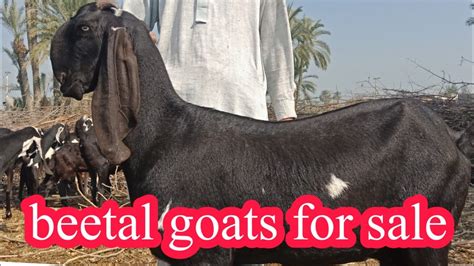 goat farming .beetal goats for sale .beetal goat farm .ghaban bakriyan - YouTube