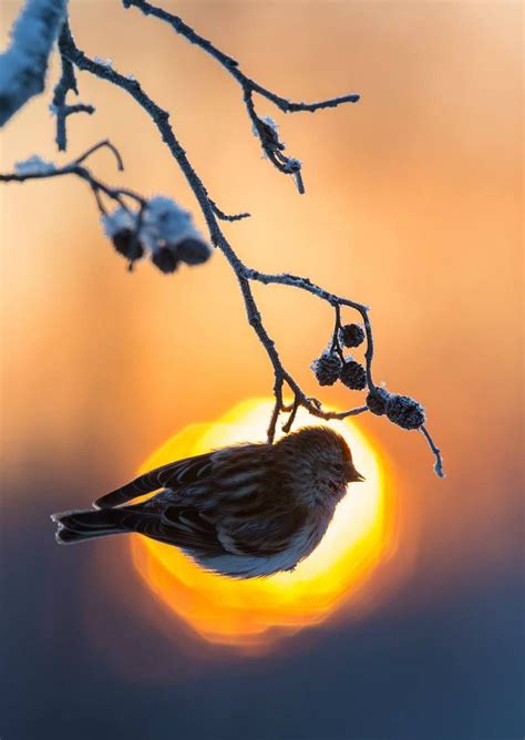 Simple Pleasures...all in Bokeh | Beautiful birds, Winter bird, Nature photography