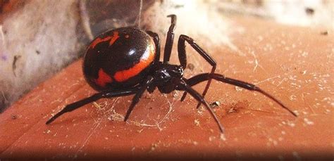 False Black Widow Spider Images