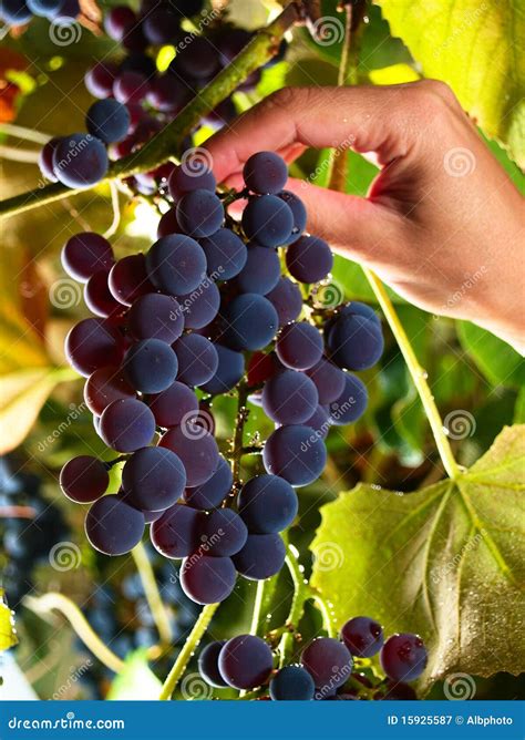 Picking Sweet Grapes within Vineyard Stock Image - Image of grapevine, health: 15925587