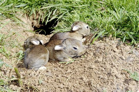 European Rabbit Babies Photograph by M. Watson - Fine Art America