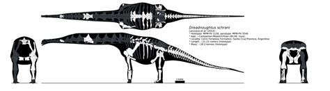 Dreadnoughtus multiview skeletal by palaeozoologist on DeviantArt