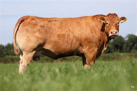 Home | Irish Limousin Cattle Society