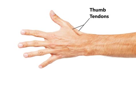 De Quervain's Tenosynovitis Tendons