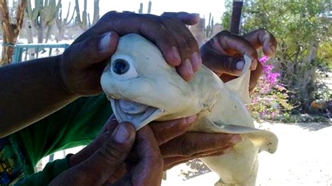 Albino Cyclops Shark Is Real, Experts Say | Fox News