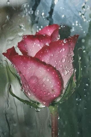 Beautiful Gif, Kaya, Amazing Flowers, Rainy Days, Rocks And Crystals ...