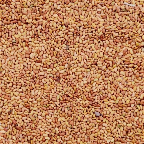 Organic Alfalfa Seeds, Packaging Type: Loose, Packaging Size: 5 kg at Rs 230/kg in Bhavnagar