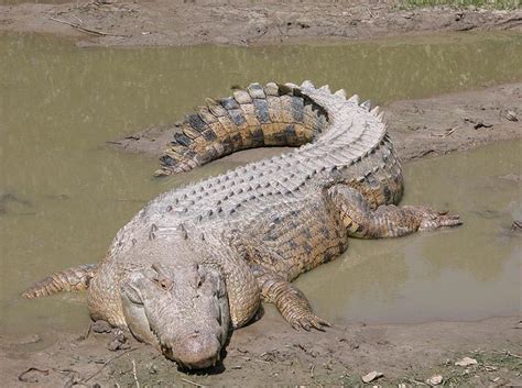 World’s Biggest Crocodile – World’s Largest Crocodile Ever – and Crocodile Facts for Kids | HubPages