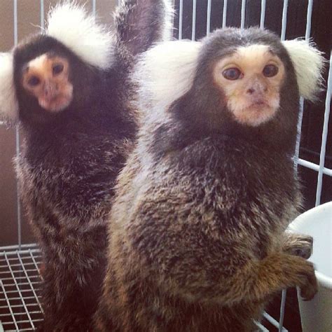 Cage requirements for a Marmoset Finger Monkey