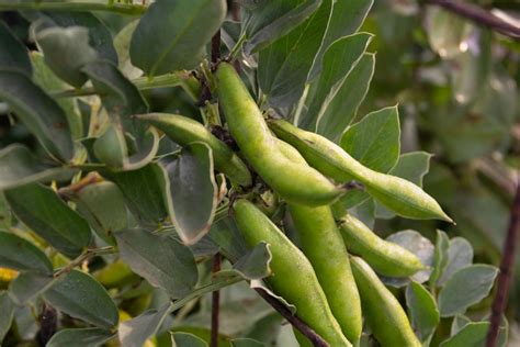 How to Grow Fava Beans (Broad Beans)