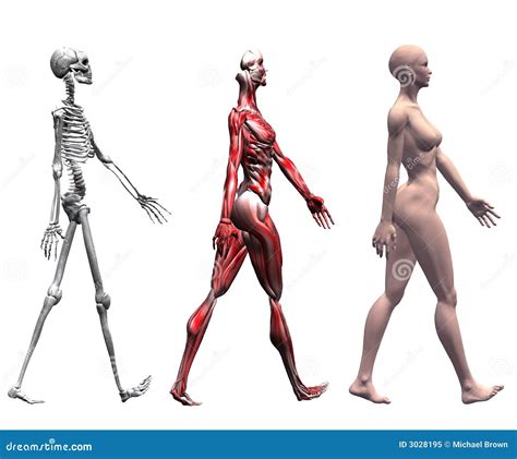 Skeleton Muscles Human Female Stock Illustration - Image: 3028195