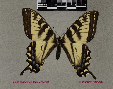 Papilionidae