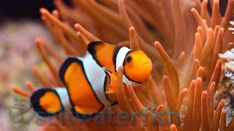 True Percula Clownfish - Captive Bred, Size 1 - 2 inches For Sale (Amphiprion percula). TOP Care ...