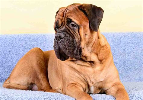 Bullmastiff Dog Size - Tabitomo