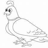 Quail Coloring Pages Simple Drawing  Free Printable sketch template