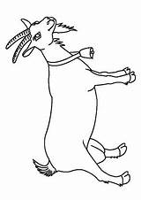 Billy Goat Coloring Page sketch template