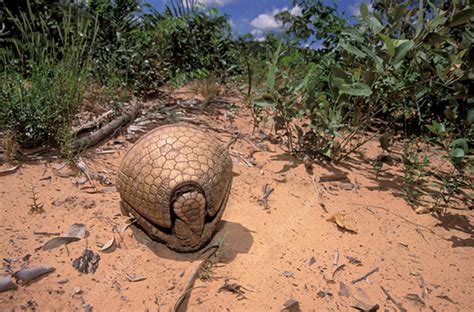 Three-banded Armadillo curled in to a defensive ball - Stock Image ...