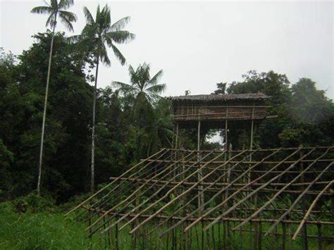 About Korowai tribe tree houses in Papua New Guinea and Indonesia, traditions, map and location ...