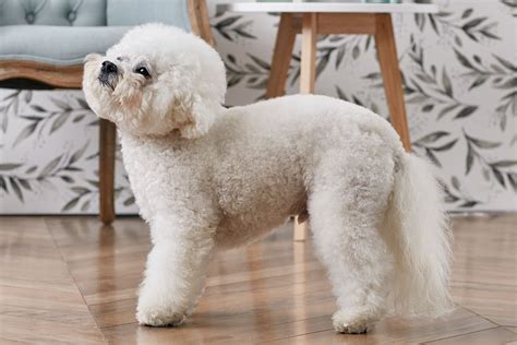 Are Bichon Frisé Dogs Good Pets? Discover Their Ideal Traits